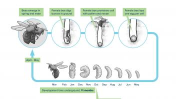 Native bee lifecycle illustration