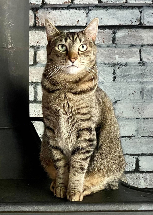 Alert brown tabby cat with green eyes sitting on ledge in front of gray brick wall, photo.