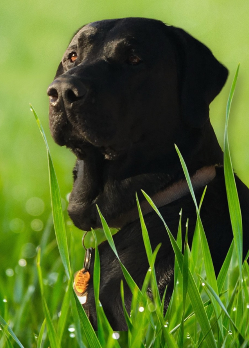 Calm black Labrador sitting alert in dew-covered green grass, wearing collar tag